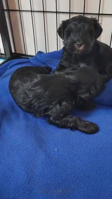 AKC mini schnauzer male in Cambridge, Maryland