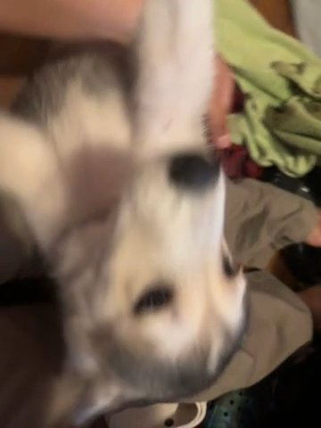 HUSKYYY PUPPPY in Plant City, Florida