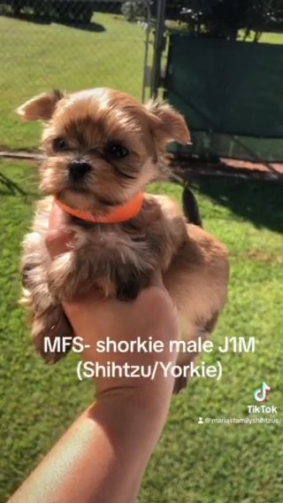 Shorkie Male J1M in Gainesville, Georgia