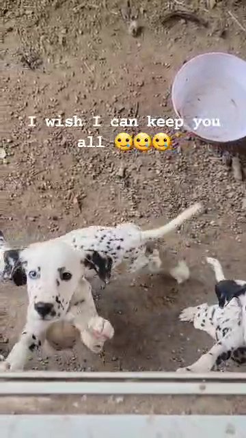 dalmatian in San Bernardino, California