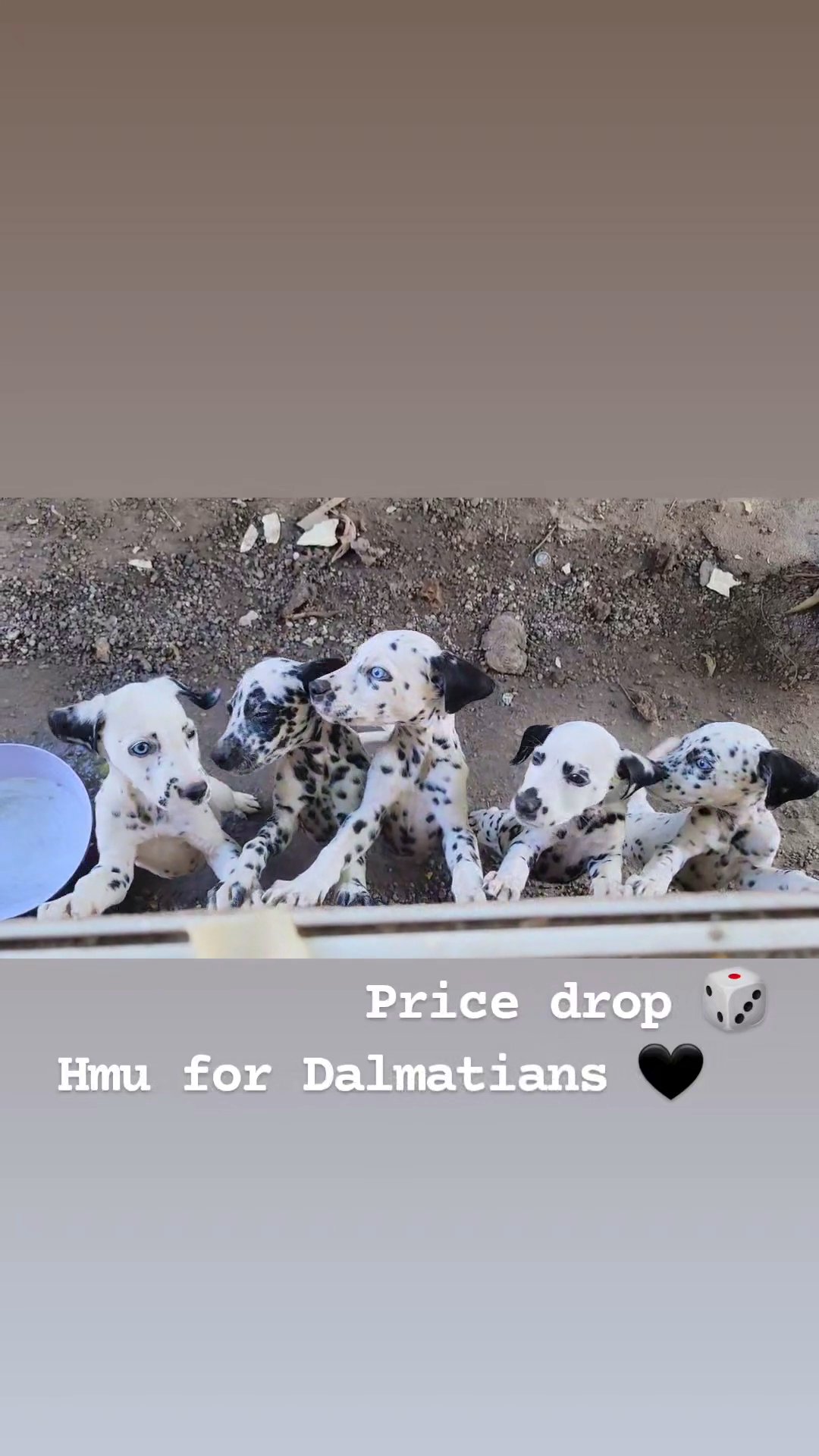 dalmatian puppies in San Bernardino, California