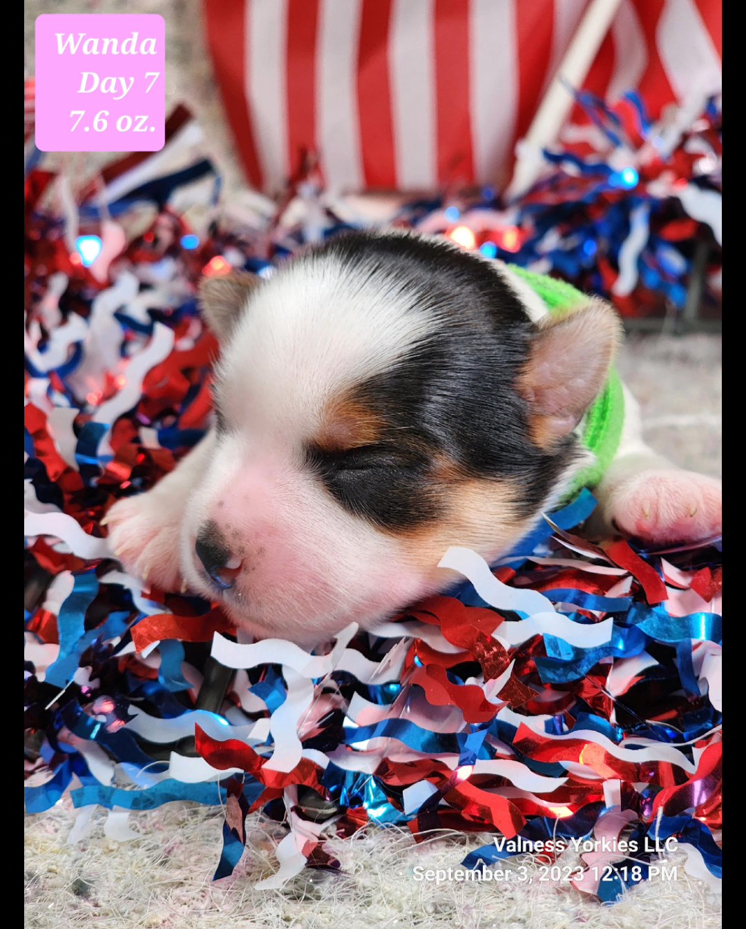Wanda AKC in Washington, District of Columbia