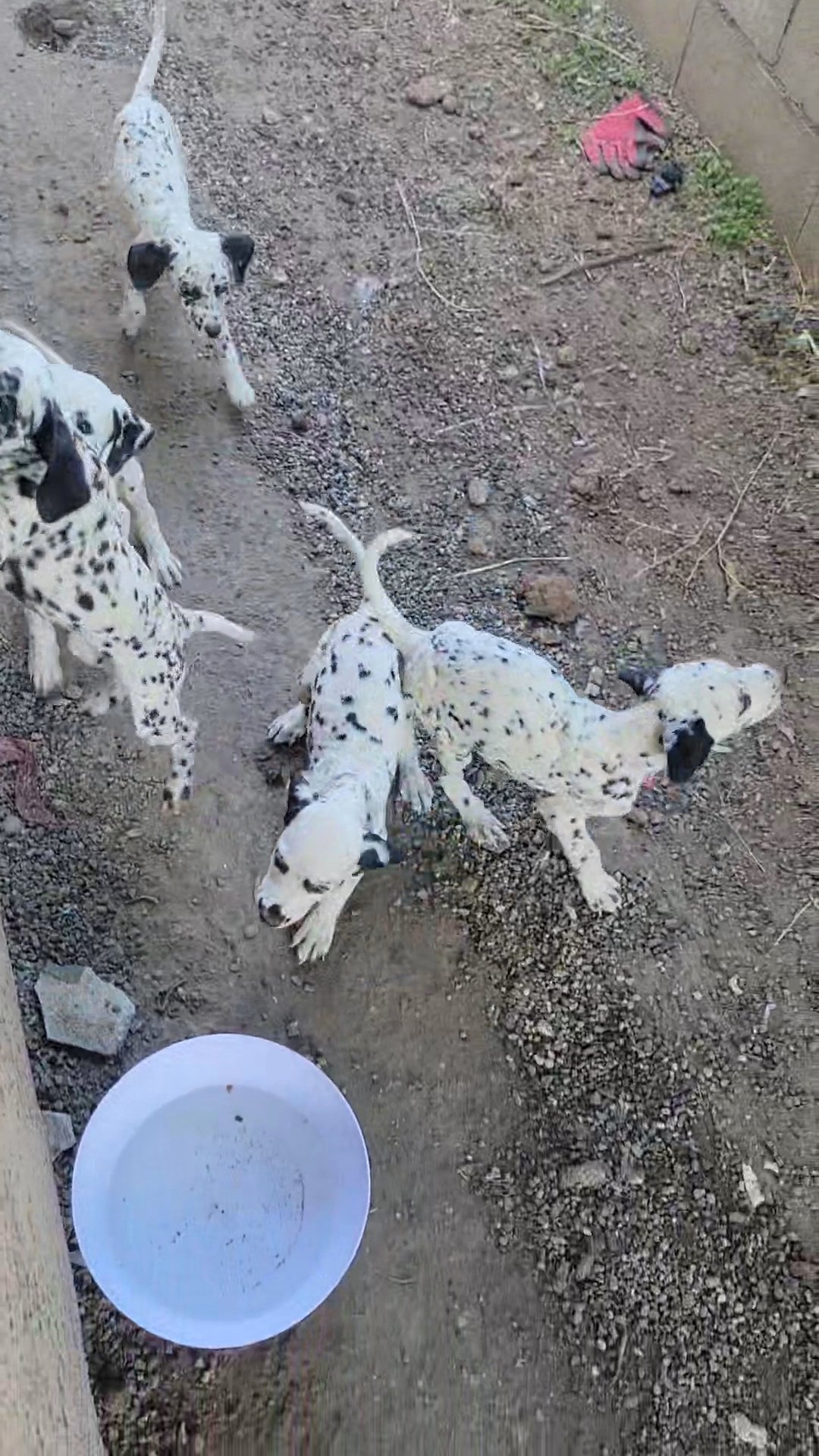 dalmatian puppies in San Bernardino, California