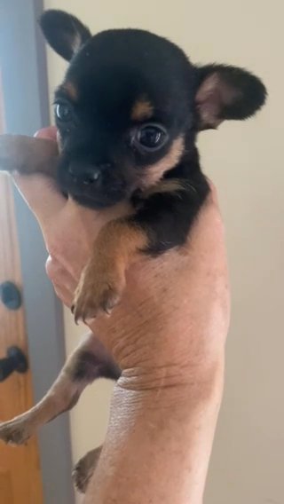 Tiny Chorkie Female in Greensboro, North Carolina