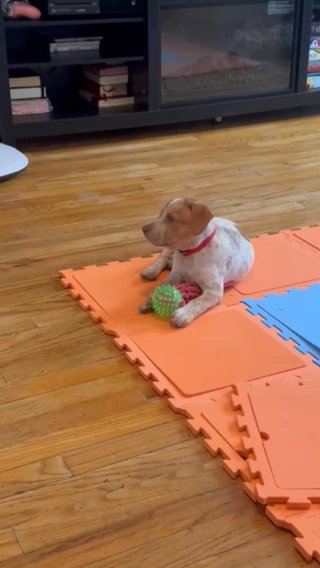 Pitbull in Washington, District of Columbia