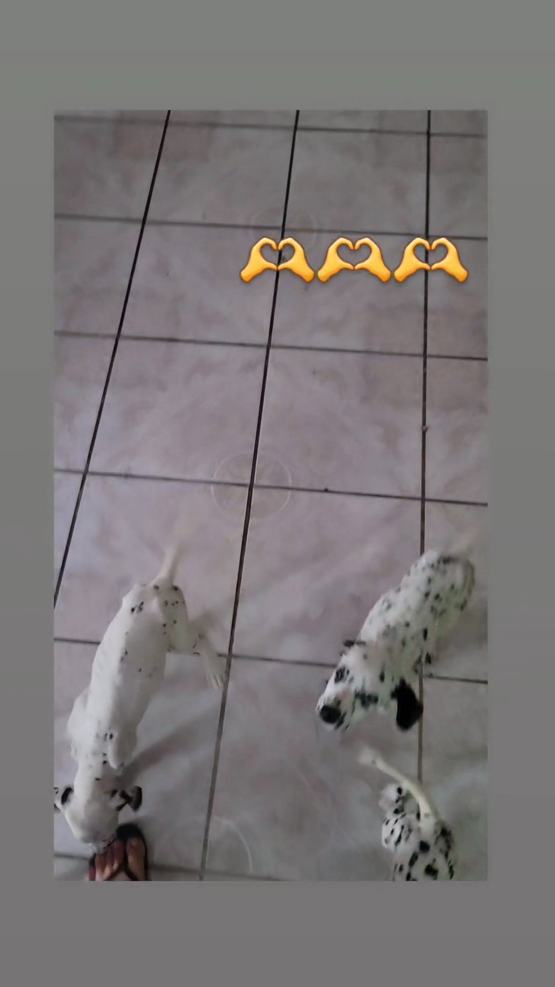 dalmatian puppies in San Bernardino, California