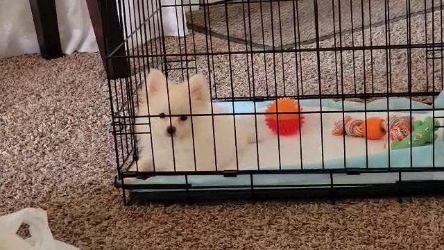Beautiful Pom Princess in El Paso, Texas