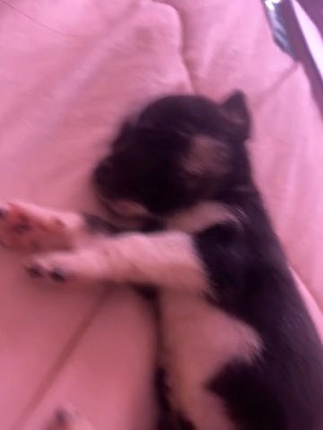Husky/pit Puppies in South Gate, California