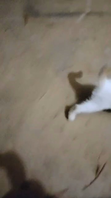 FEMALE FLAME POINT/ RED POINT SIAMESE in Newberry, South Carolina