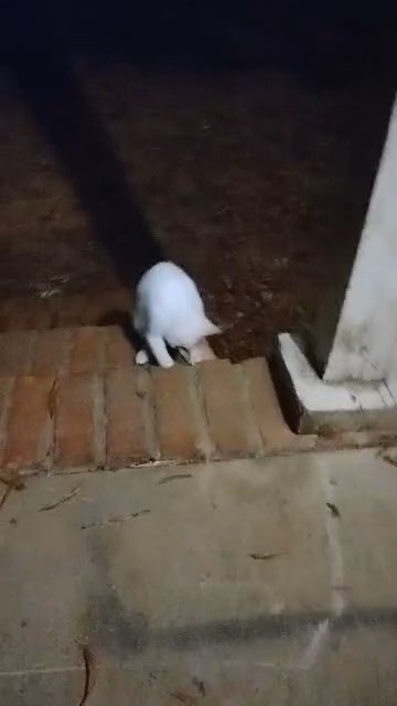 flame point Siamese / Crazy in Newberry, South Carolina