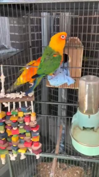 Breeding Pair Sun Conure in North New Hyde Park, New York