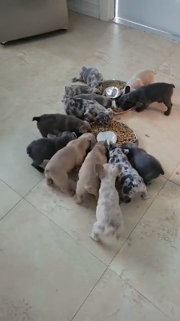 french bulldog in Cape Coral, Florida