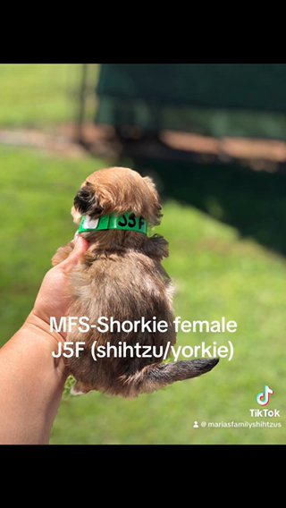 Shorkie in Gainesville, Georgia