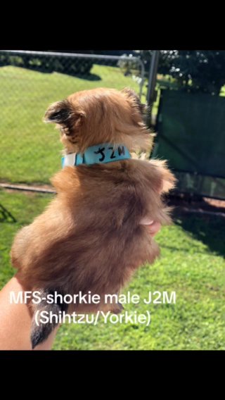 Shorkie Male J2M in Gainesville, Georgia