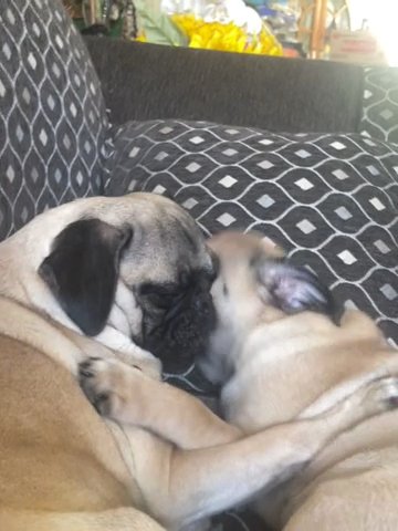 Selling The Early  3 Month Old Baby Pug in Los Angeles, California