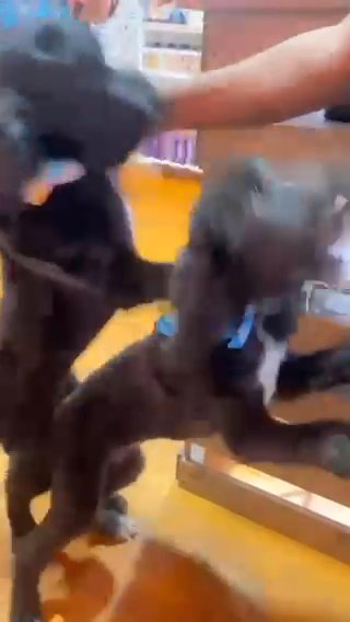 Great Family Dogs in Orangeburg, South Carolina