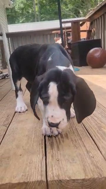 Meet Teddy!! in Charleston, West Virginia