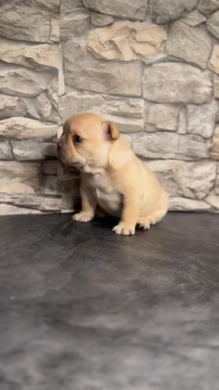 AKC Isabella Male in Houston, Texas