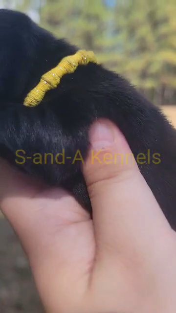 CKC Female Mini Dachshund ( Kit) in Meridian, Mississippi