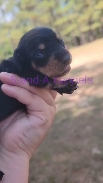 CKC Female Mini Dachshund ( Kinsie) in Meridian, Mississippi