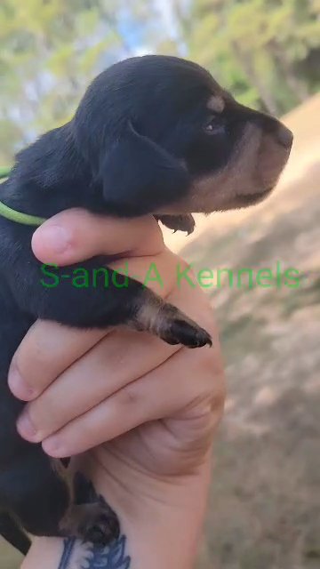 CKC Male Mini Dachshund ( Keefer) in Meridian, Mississippi