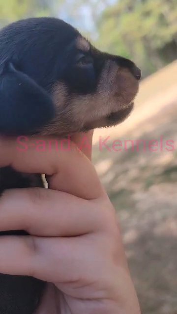 ckc mini Dachshund in Meridian, Mississippi