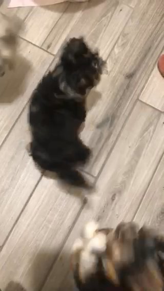 Yorkie in Nashville, Tennessee