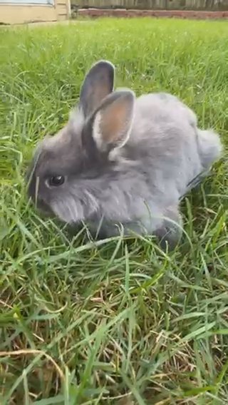 Bunny in Carpentersville, Illinois