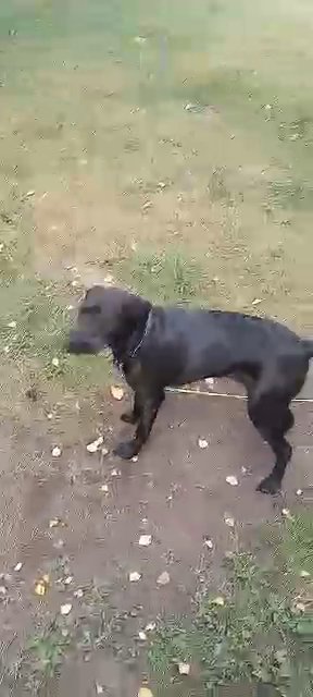 Black Lab mix in Faribault, Minnesota