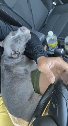 Baby Royal in Phoenix, Arizona