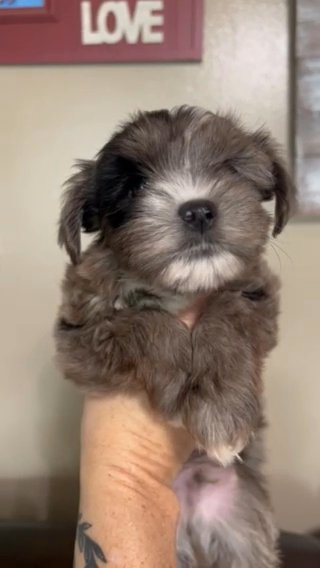 Kb Merle Male Yorkie in Cleveland, Tennessee