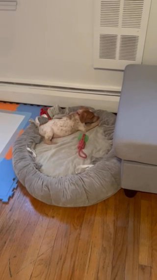Pitbull & Heeler Mix in New York City, New York