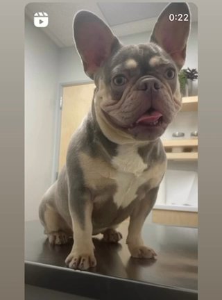 Adult Female French bulldog in Fresno, California