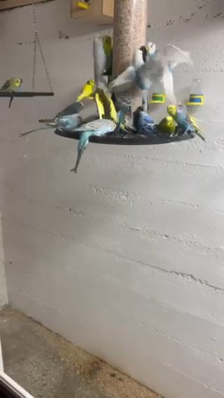 Parakeets in Louisville, Kentucky