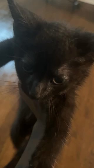 Bombay Kitten in Parkville, Maryland