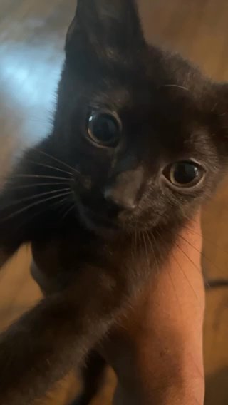 Bombay Kitten (boy) in Parkville, Maryland