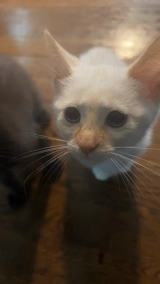 Siamese / American Short Hair (girl) in Parkville, Maryland