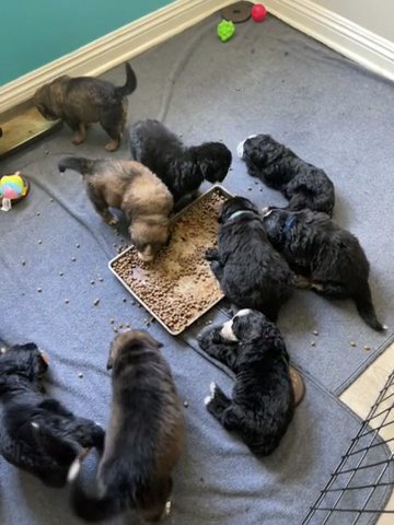 Chow Time for 13 puppies! in San Dimas, California