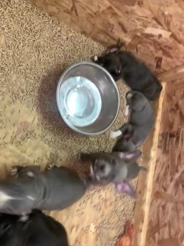 American Bully Pups in Aurora, Colorado