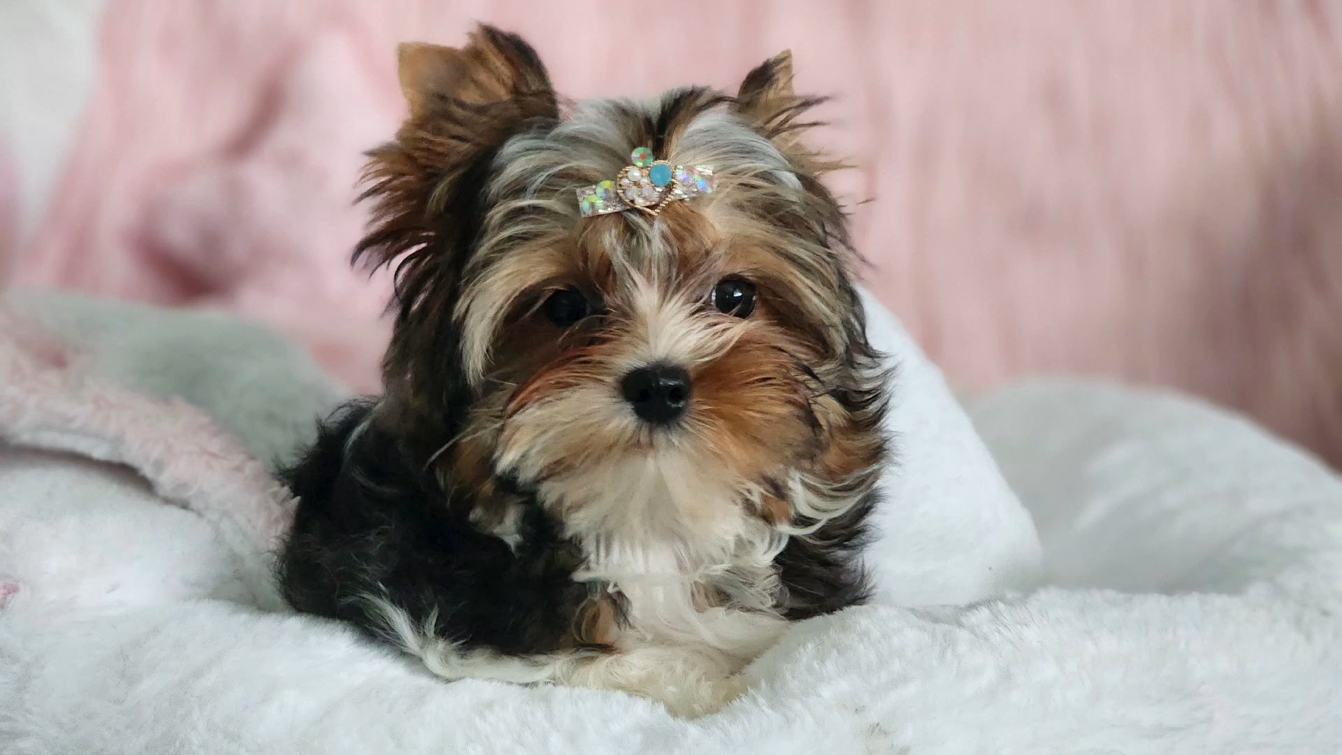 Harper in Chicago, Illinois