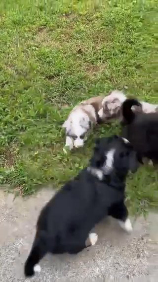 Australian Shepherd Puppies???? in Atlanta, Georgia