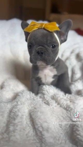 French Bulldogs in Houston, Texas