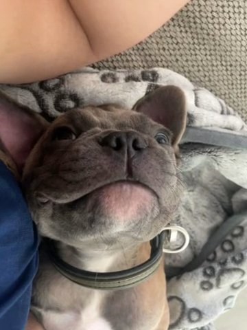 Frenchie in Houston, Texas