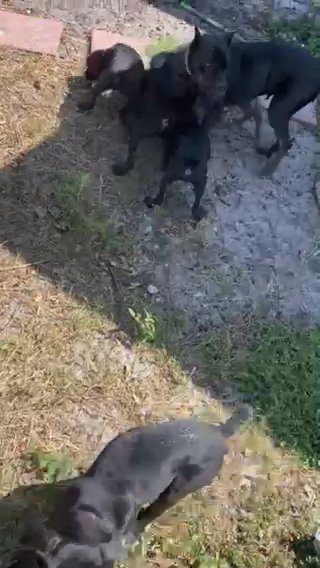 Cane Corso’s in Merritt Island, Florida