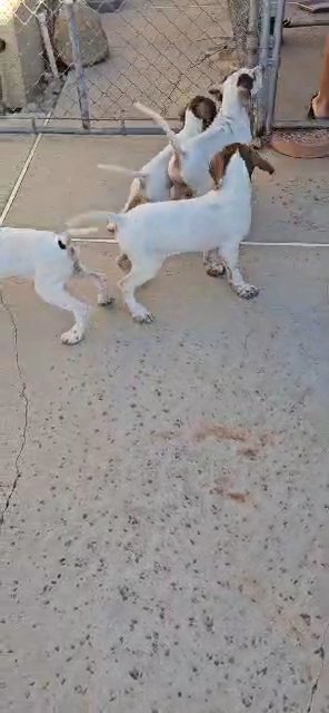 English pointer puppies in Rancho Cucamonga, California