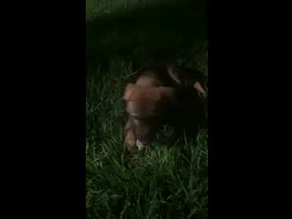 Selling Puppies in Tustin, California