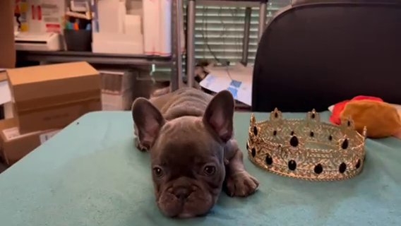 Blue Male AKC French bulldog 8wks in St. Petersburg, Florida