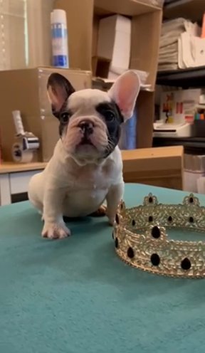 Black Pied AKC Male 8wks in St. Petersburg, Florida