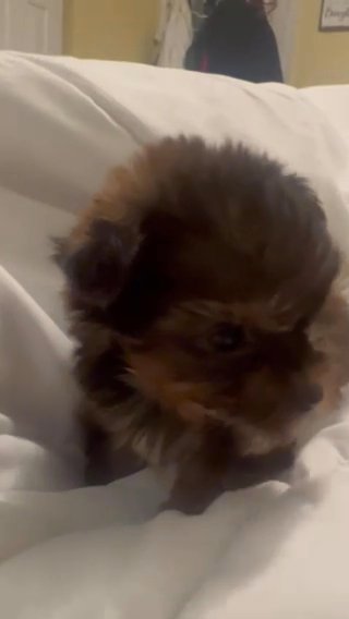 Tennie Tiny Female Yorkie in Independence, Kentucky