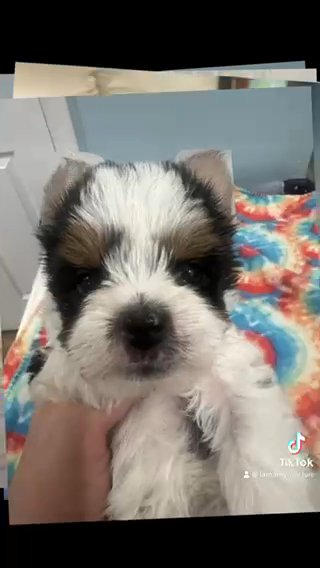 Yorkies in Independence, Kentucky